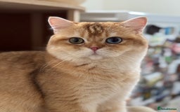 British Longhair cats for sale: GCCF reg BLH Chocolate Golden Blue/Green/Odd Eyes - Image 19