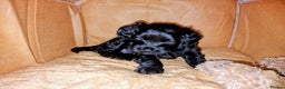 Goldendoodle dogs for sale: Miniature Goldendoodle pure black boy - Advert 6