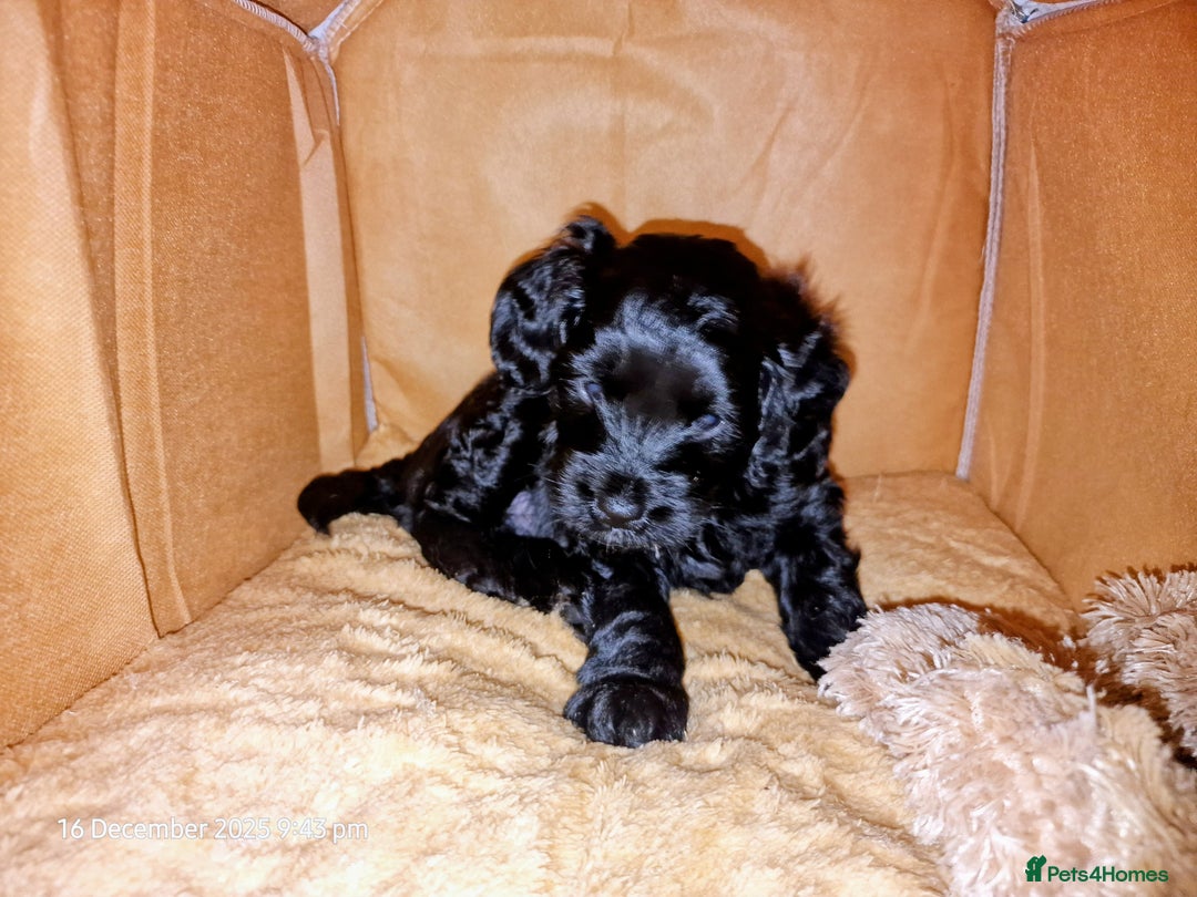Goldendoodle dogs for sale: Miniature Goldendoodle pure black boy - Advert 6