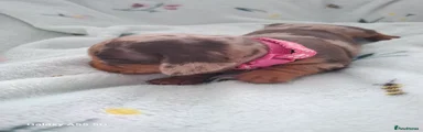 Miniature Dachshund Miss Pink