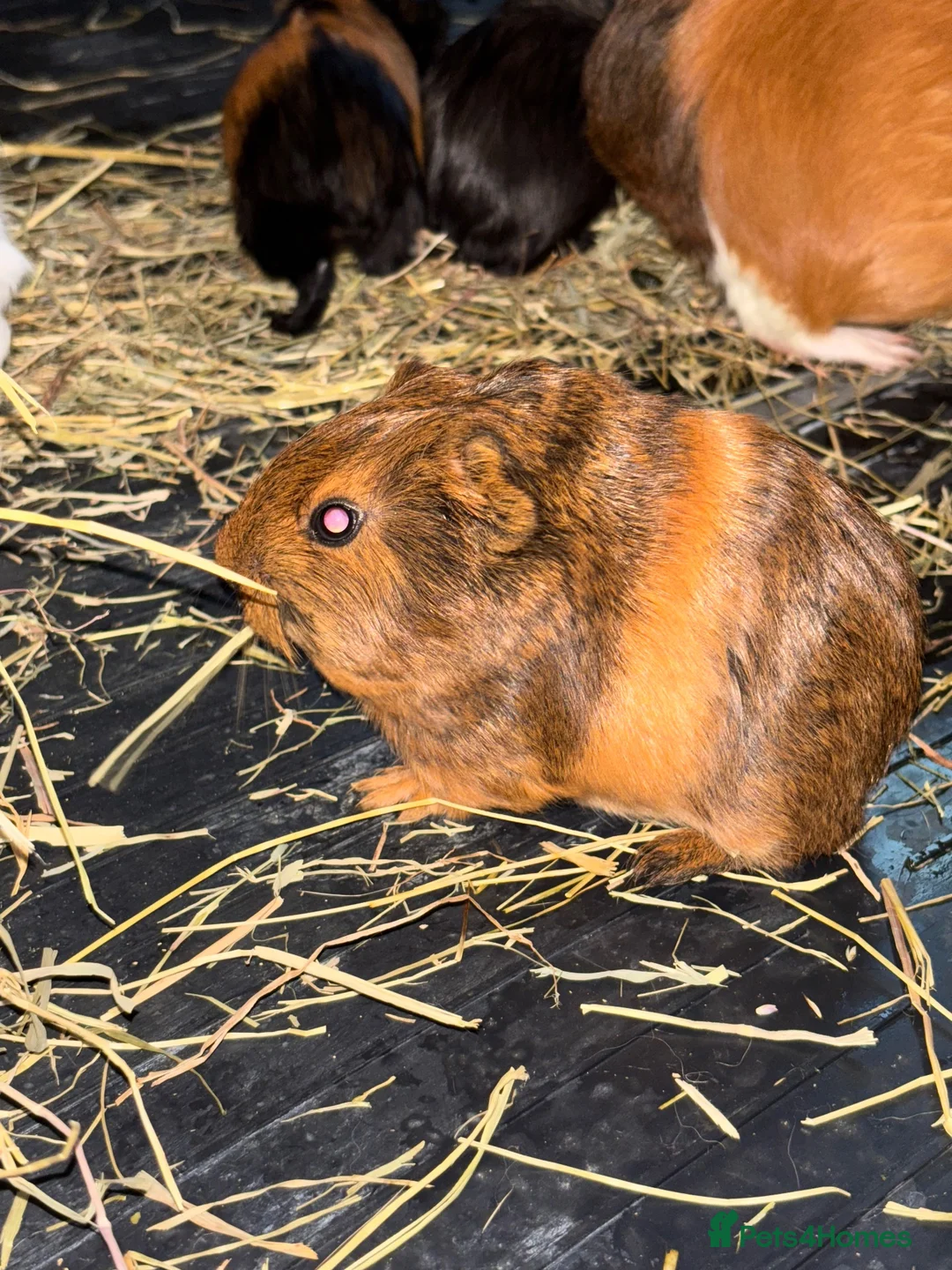 Guinea Pig rodents for sale: 3 bonded boys - Advert 2