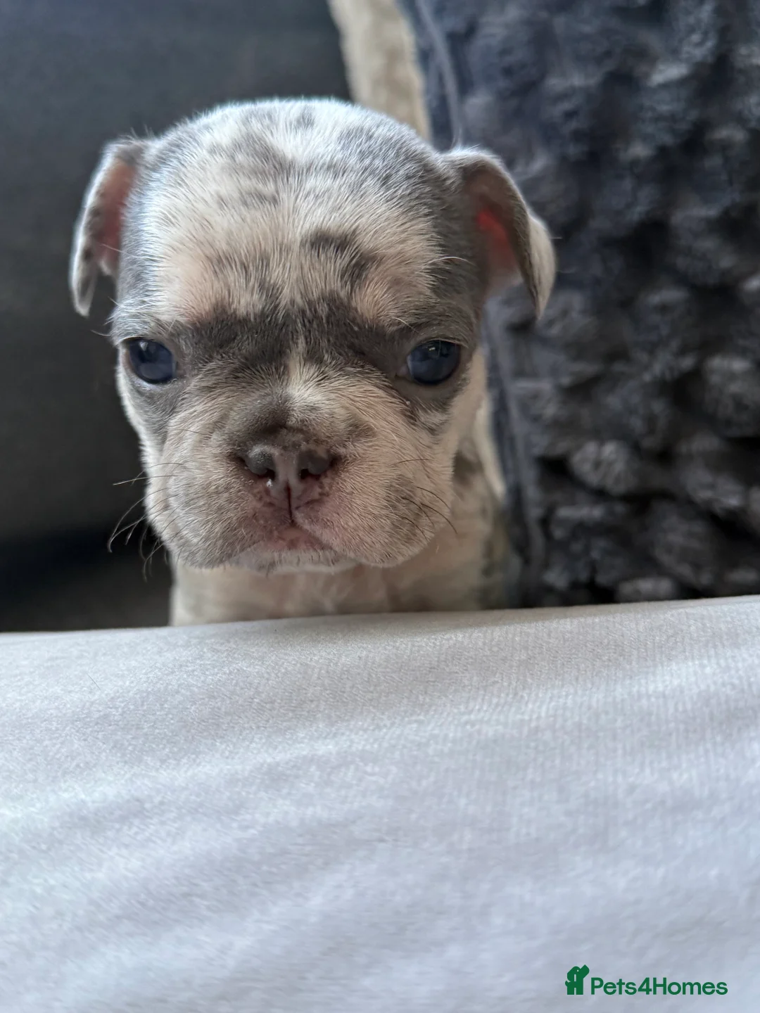 French Bulldog dogs for sale: Vaccine and Micro Chipped French Bulldog Puppies - Advert 23