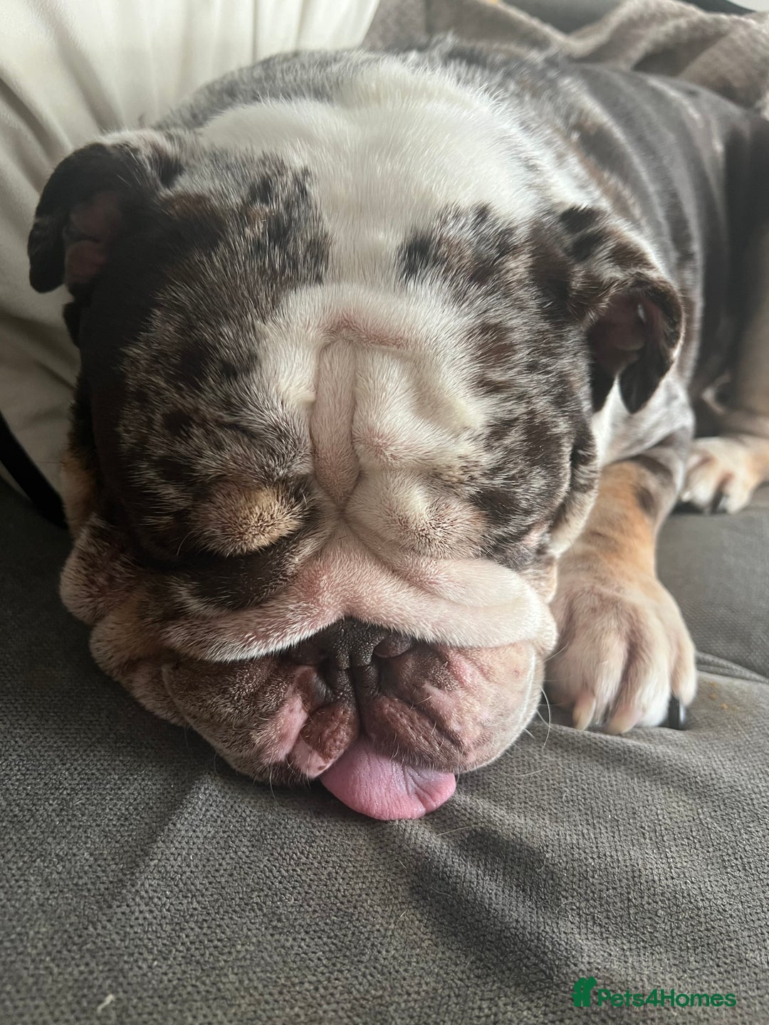 English Bulldog dogs for sale: British Bull Dog - Advert 5