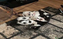 British Shorthair cats for sale: Beautiful cats for sale  - Image 1