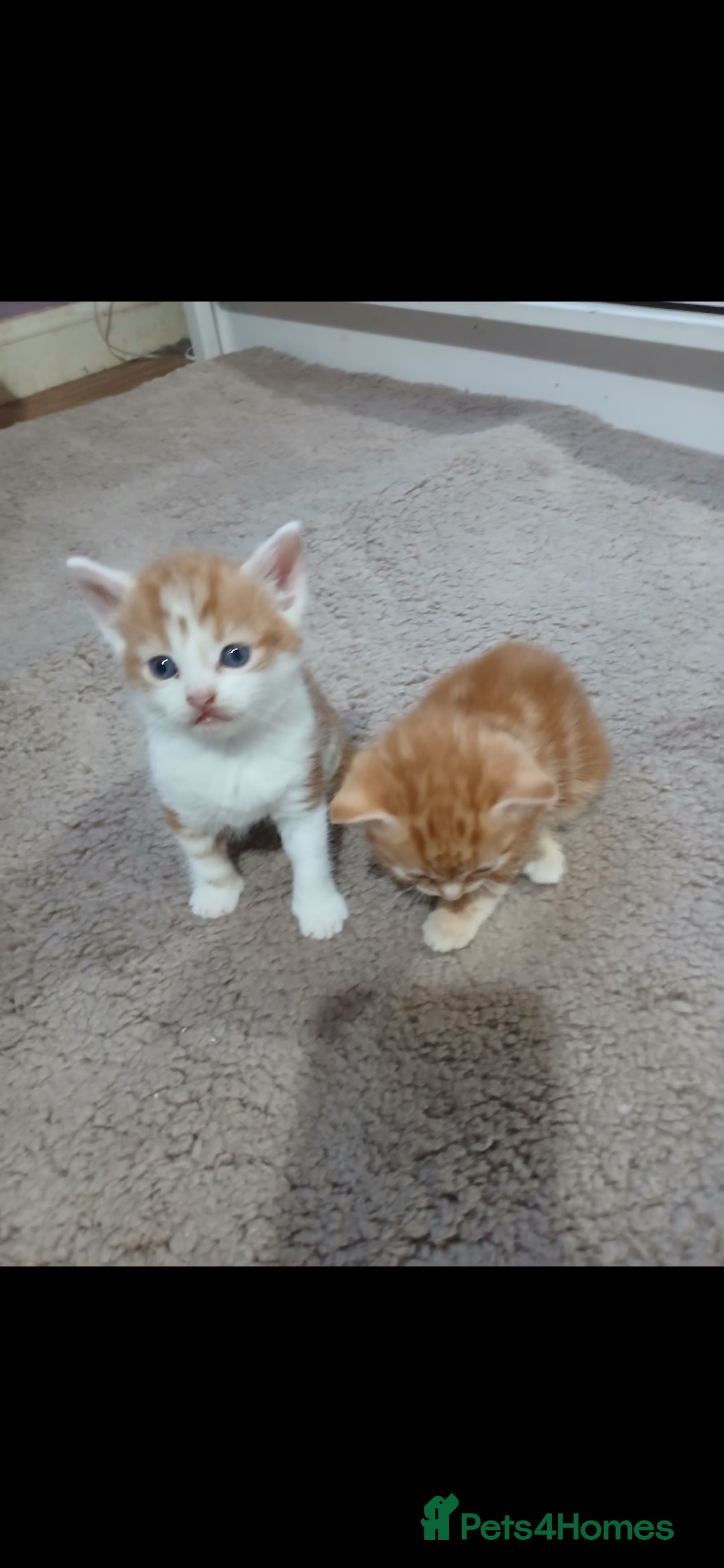 Mixed Breed cats Beautiful kittens - Advert 4