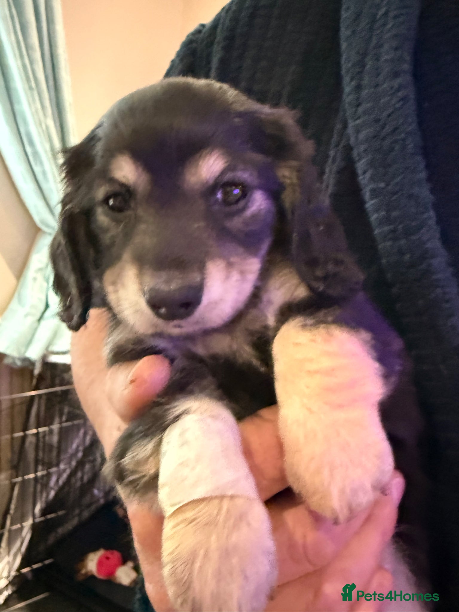 Dachshund dogs Stunning Miniature Dachshund Puppies family raised - Advert 2