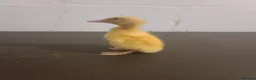 Ducks poultry for sale: ☆ Mixed unsexed ducklings looking for a new home ☆ in Barry - Advert 10