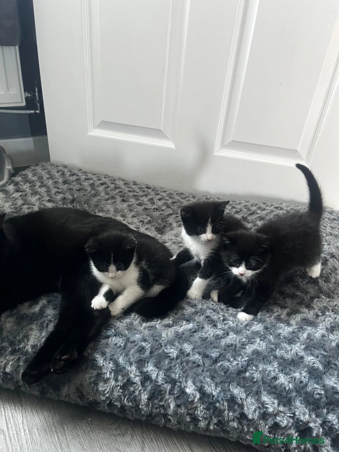 Mixed Breed cats for sale: 2 boys 1 girl  - Advert 2