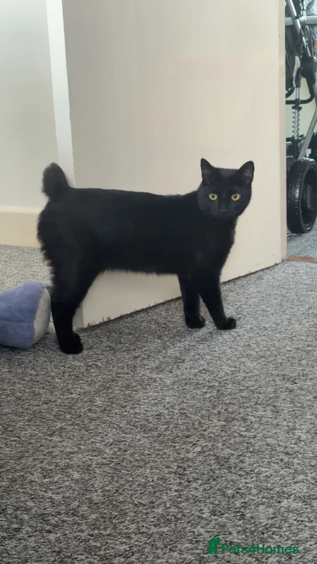 Domestic Shorthair cats for sale: Black cat in Fareham - Advert 3