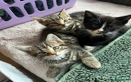 Mixed Breed cats for sale: 3x playful and sweet little kittens - Image 15
