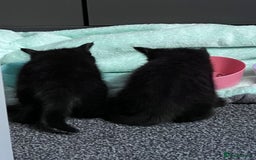 Mixed Breed cats for sale: 2 kittens 9 weeks old....Pumpkin and Boo - Image 8
