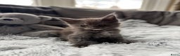 Maine Coon cats for sale: Maine Coon kittens - Advert 9