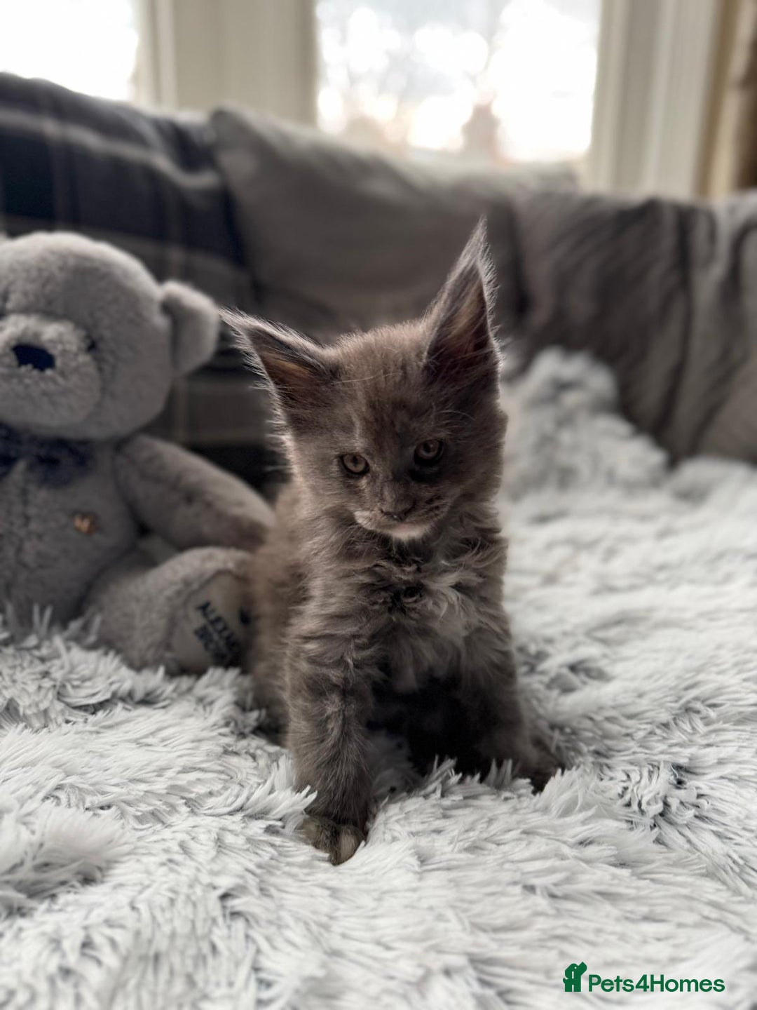 Maine Coon cats for sale: Maine Coon kittens - Advert 9