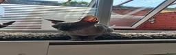 Sphynx cats for sale: Two sphynx cats for rehome in Liverpool - Advert 6