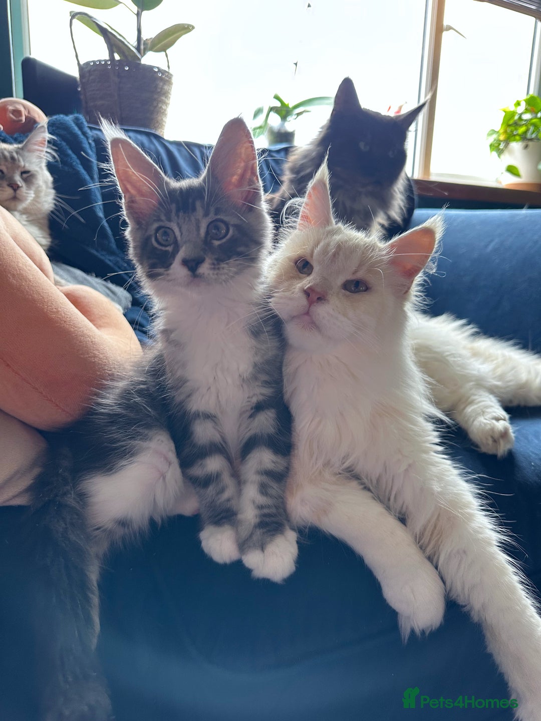 Maine Coon cats for sale: Maine Coons with Tests, Papers & Vet Checks  - Image 9