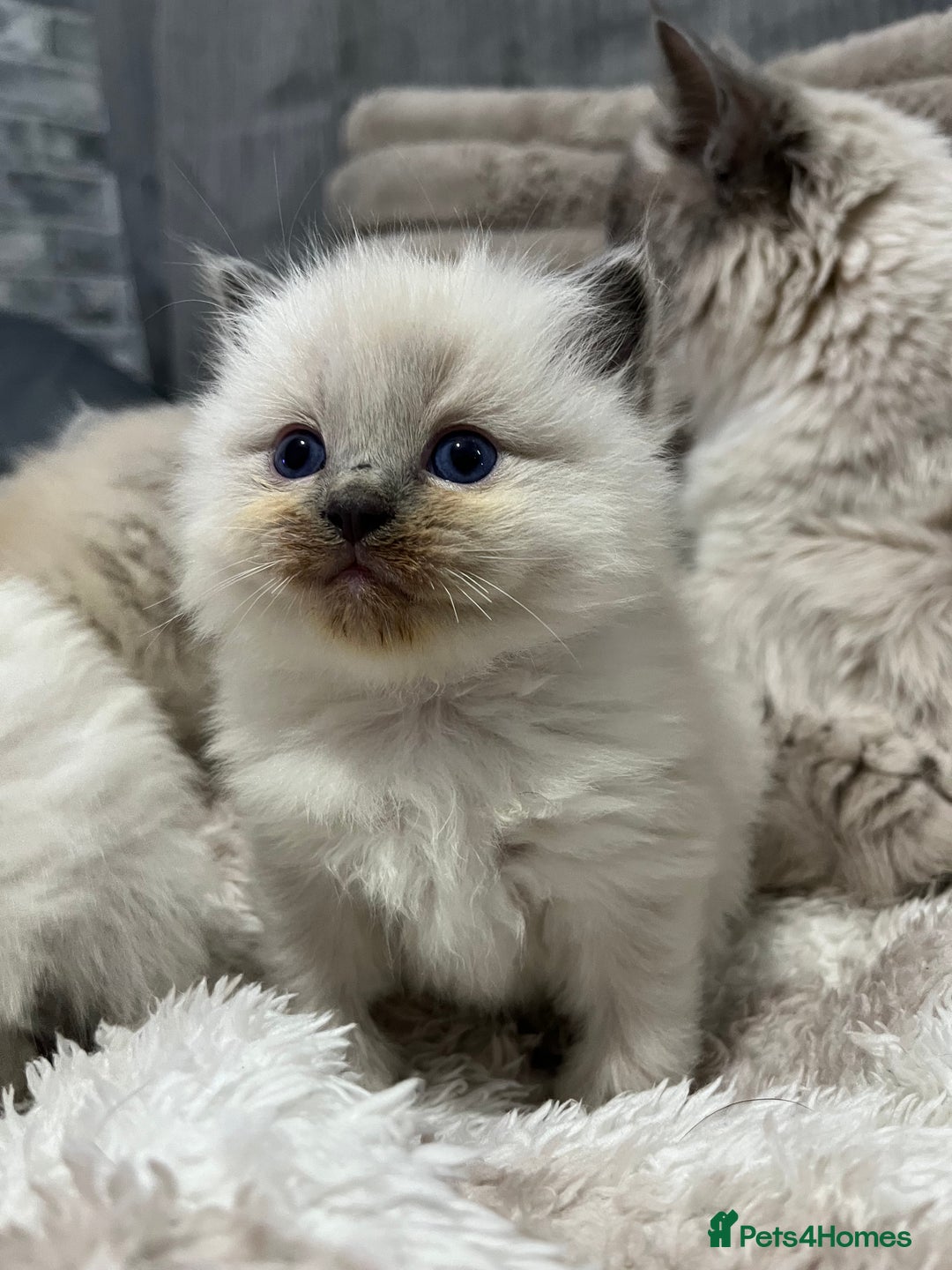 Ragdoll cats for sale: BEAUTIFUL FULL PEDIGREE RAGDOLL KITTENS - Advert 2