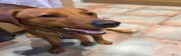 Labrador Retriever dogs for sale: 9 months old puppy  in Buckie - Advert 7