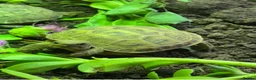 Tortoise reptiles for sale: Horsfield (Russian) tortoise hatchlings, for sale  - Advert 3