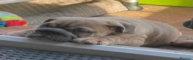 English Bulldog 7