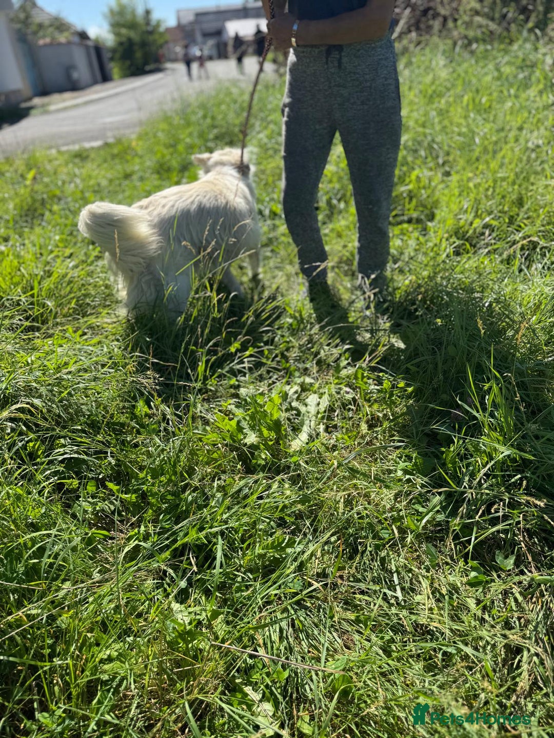 Mixed Breed dogs for adoption: Meet HANNAHH - a Lovely Girl for a Loving Home - Advert 12