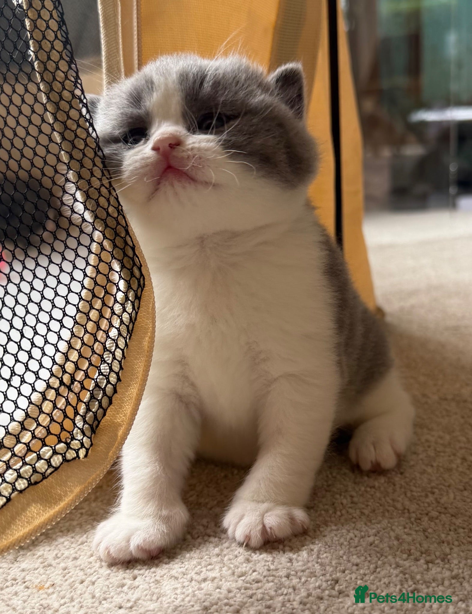 British Shorthair cats 🐾 Beautiful Pedigree Blue & White BSH Boys 🐾 - Advert 2