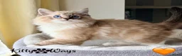 Ragdoll cats for sale: 🐾🩵*TICA REG* LYNX TABBY EU RAGDOLL KITTENS🩵🐾 - Advert 7