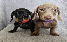 Dachshund dogs for sale: Last red girl fully vaccinated ready to leave x - Image 4