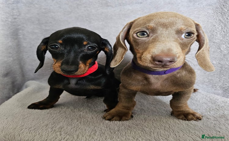 Dachshund dogs - Advert 8