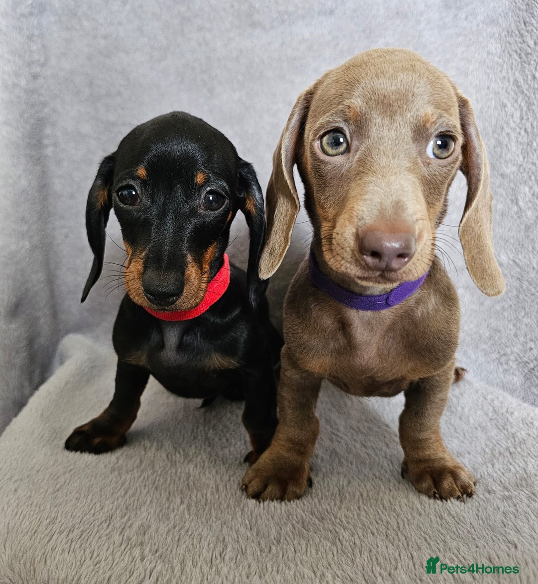 Dachshund dogs for sale: Last red girl fully vaccinated ready to leave x - Image 4