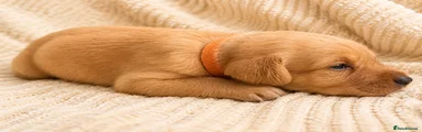 4 Orange Boy