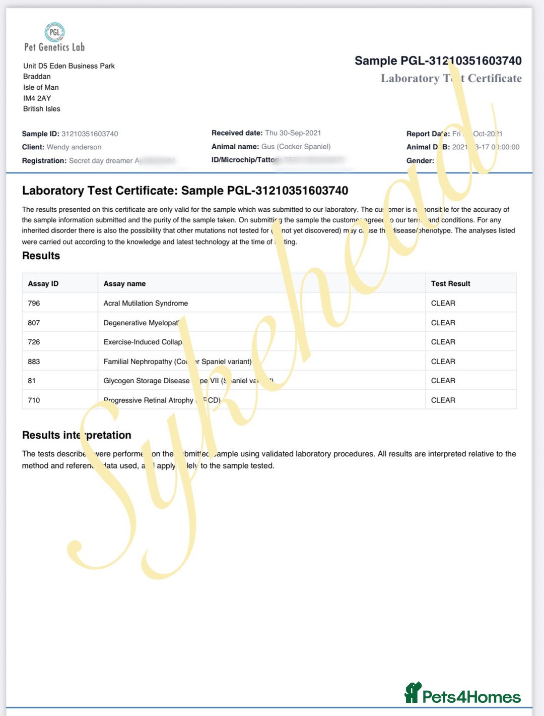 Cocker Spaniel dogs for sale: STUNNING SABLE COCKER BOY  - Advert 11