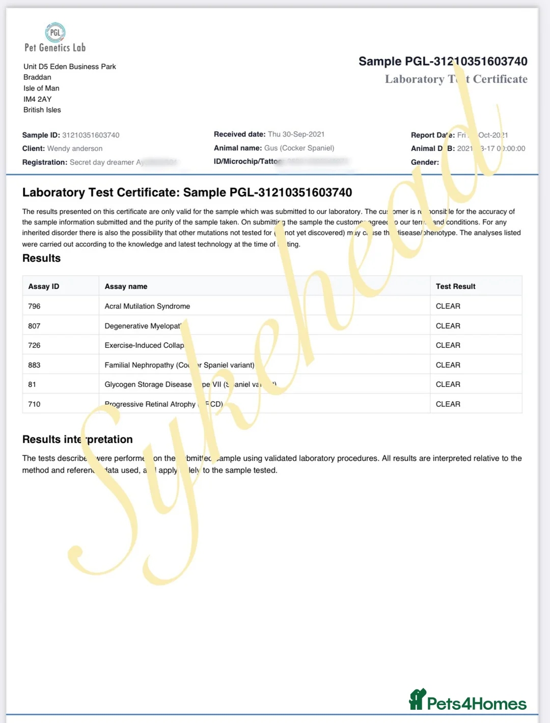 Cocker Spaniel dogs for sale: STUNNING SABLE COCKER BOY  - Advert 11