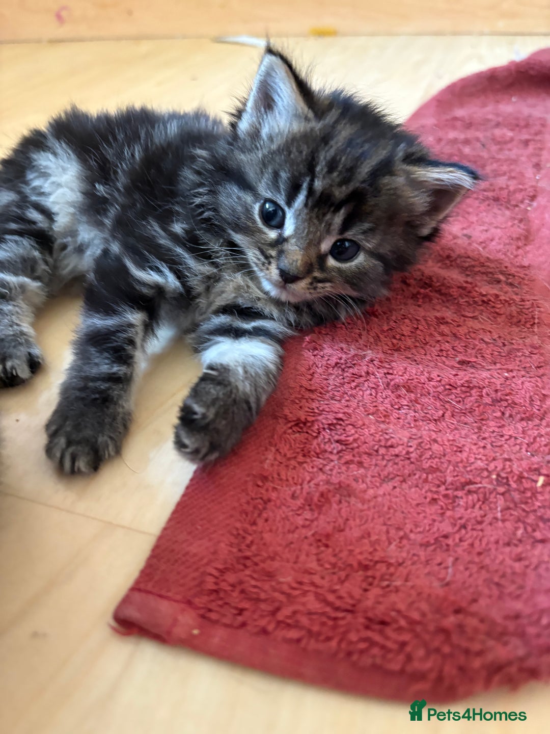 British Shorthair cats for sale: 11 SHORTHAIRED AND LONGHAIRED KITTENS - Image 39