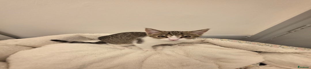Mixed Breed Kitten 5