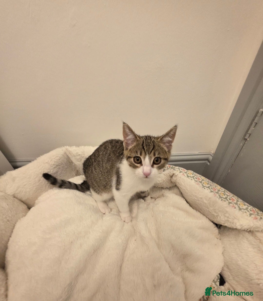Mixed Breed cats for sale: 1 boy 4 girls ready for new homes.  - Image 6
