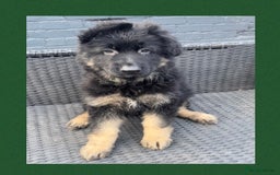 German Shepherd dogs for sale: German Shepherd puppies 💜🩵❤️ - Image 7