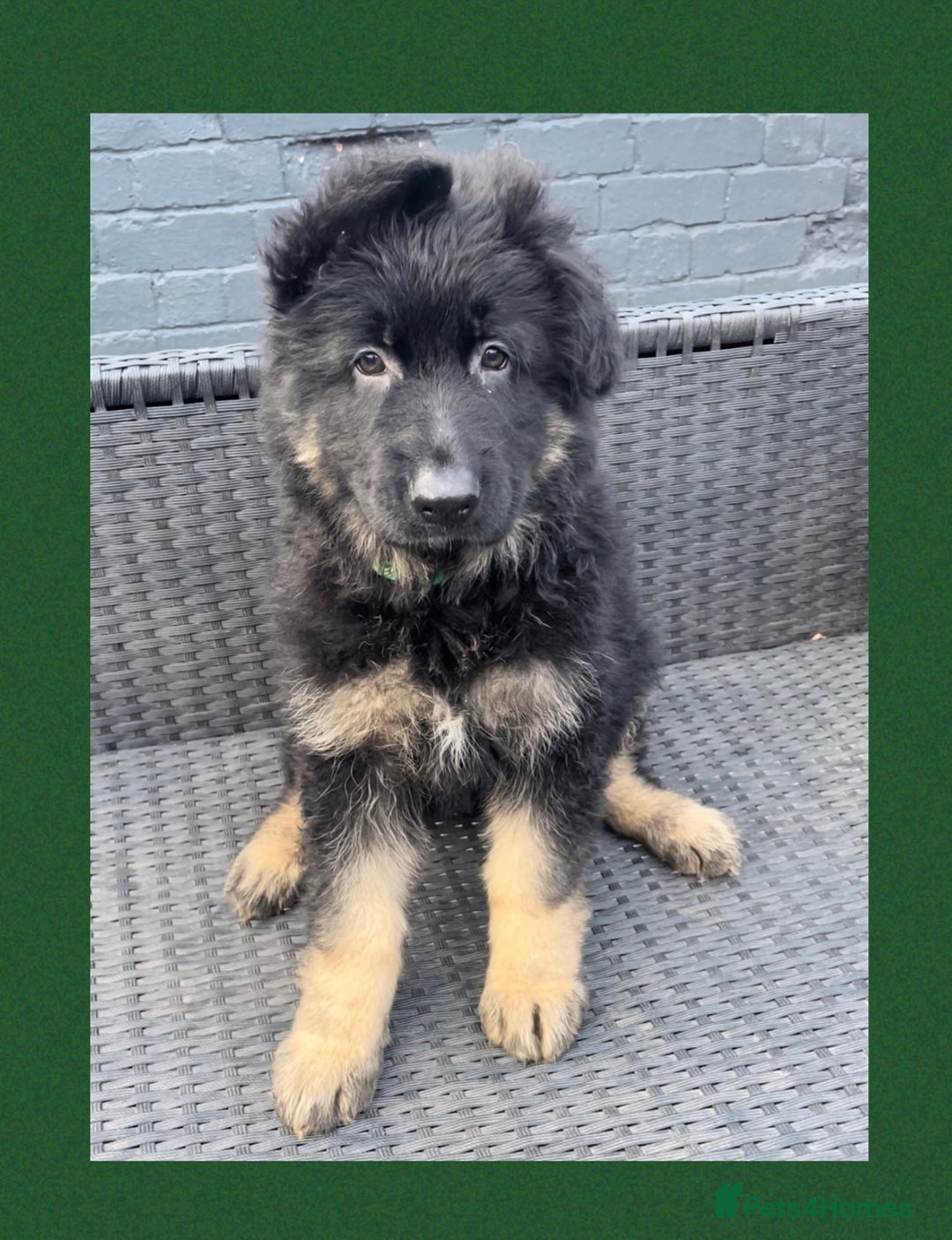 German Shepherd dogs for sale: German Shepherd puppies 💜🩵❤️ - Image 7