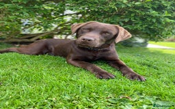 Labrador Retriever dogs for stud: Health Tested KC Registered Chocolate Labrador  in Wisbech - Image 15