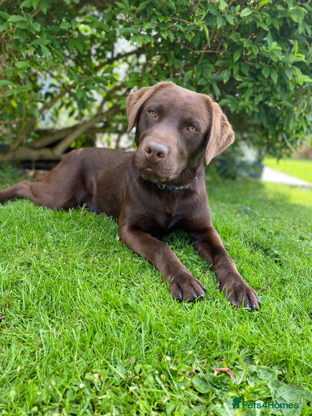 Labrador Retriever dogs for stud: Health Tested KC Registered Chocolate Labrador  in Wisbech - Image 15