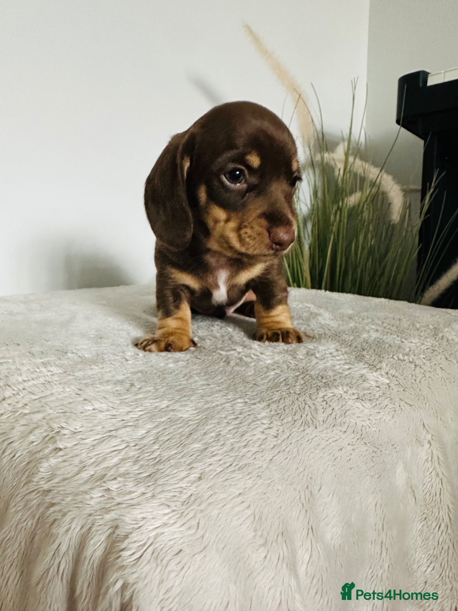Miniature Dachshund dogs Beautiful chocolate & tan miniature dachshunds  - Advert 2