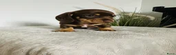 Miniature Dachshund dogs for sale: Beautiful chocolate & tan miniature dachshunds  - Advert 3