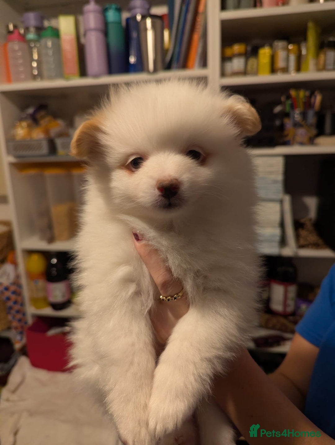 Pomeranian dogs for sale: Beautiful pom puppies - Advert 13