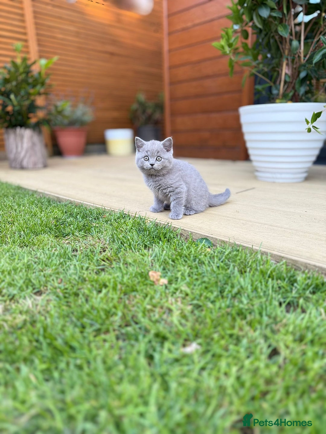 Brazilian Shorthair cats for sale: I'll put in good hands - Image 5