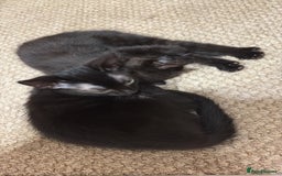 Mixed Breed cats for sale: 2 black sister kittens-bonded pair (£100 together) - Image 4