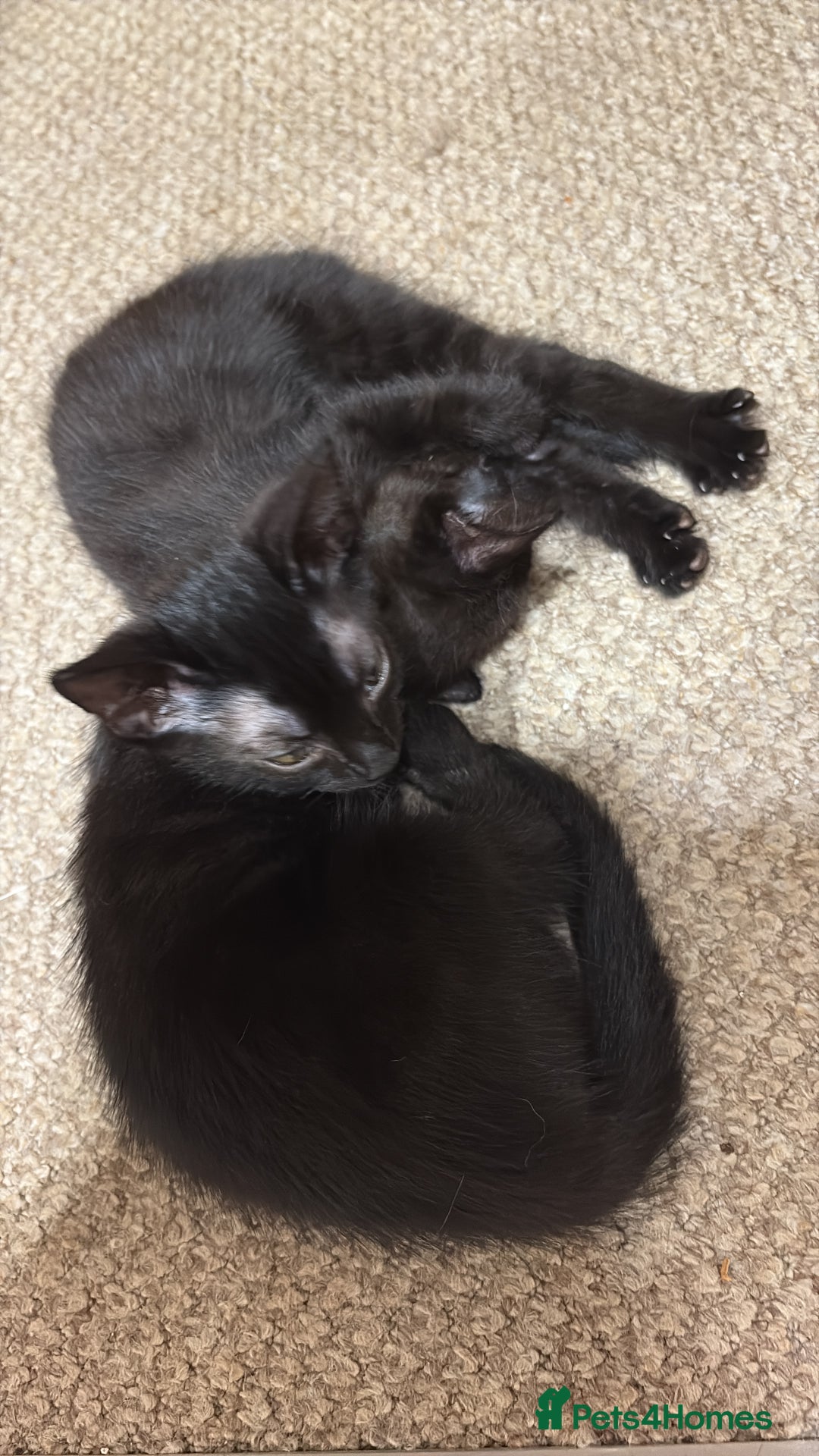 Mixed Breed cats for sale: 2 black sister kittens-bonded pair (£100 together) - Image 4