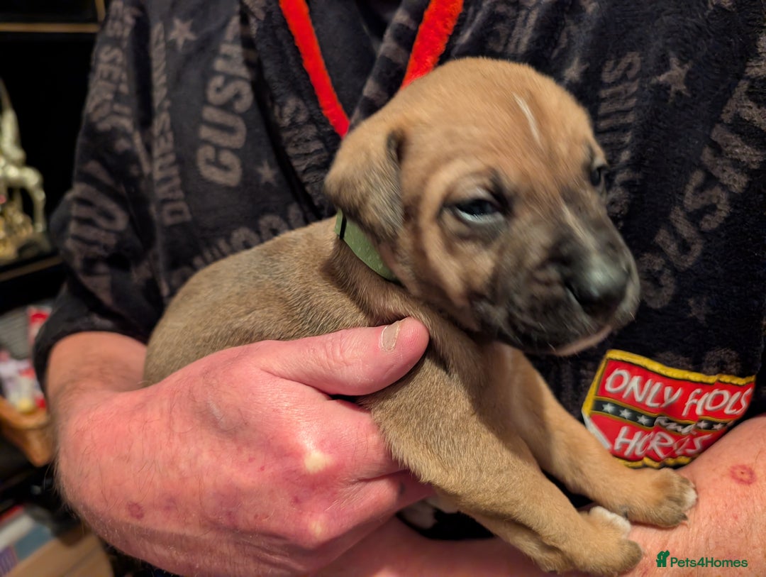 Mixed Breed dogs for sale: Staffy X pups  - Advert 28