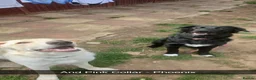 Sheprador dogs for sale: Fully trained Sheprador pups :) in Slough - Advert 4