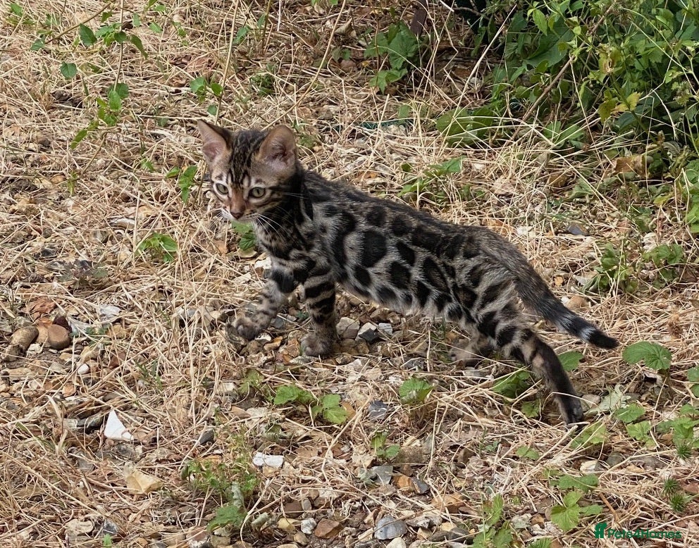 Bengal cats  2 Stunning Full Pedigree Rosetted Bengal Kittens - Advert 9