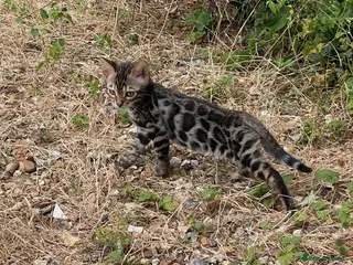 Bengal cats Girl and Boy Full Pedigree Bengal Kittens - Advert 5