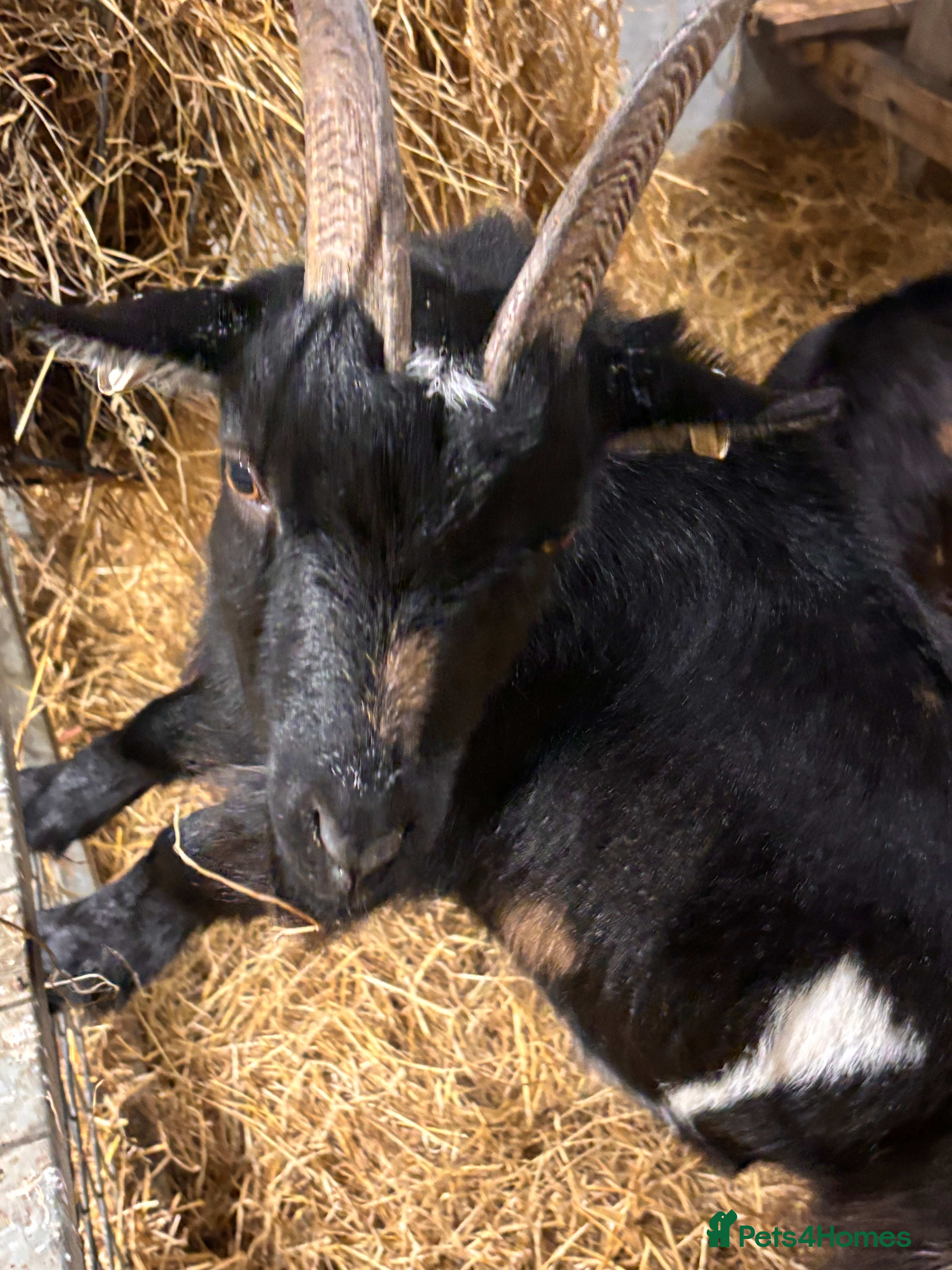 Goats livestock 2 x Male Pygmy Goats  - Advert 6